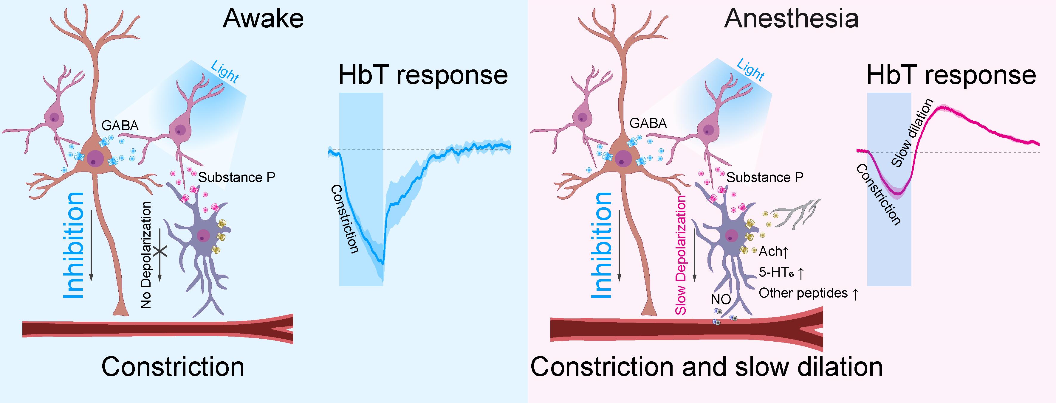 ▲ 깨어있는 상태와 마취(수면) 상태 PV뉴런 활성에 의한 혈관 반응 기전 모식도
                뇌에는 크기가 큰 흥분성 뉴런과 크기가 작은 억제성 뉴런이 존재하며, 억제성 PV 뉴런 활성화 시 흥분성 뉴런의 활성도가 감소하고 혈관이 수축한다(왼쪽). 마취 상태(혹은 수면 상태)에서는 억제성 뉴런에서 Substance P 신경 펩타이드가 분비되고, 이것이 nNOS 뉴런을 활성화시켜 혈관이 확장한다(오른쪽). 