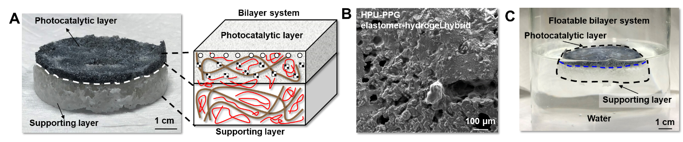 Figure 1.
        A.Floatable photocatalytic platforms are composed of bilayer structures, a photocatalytic layer, and a supporting layer.
        B.The porous structure of the platform.
        C.The porous structure of the platform features floatability.
        