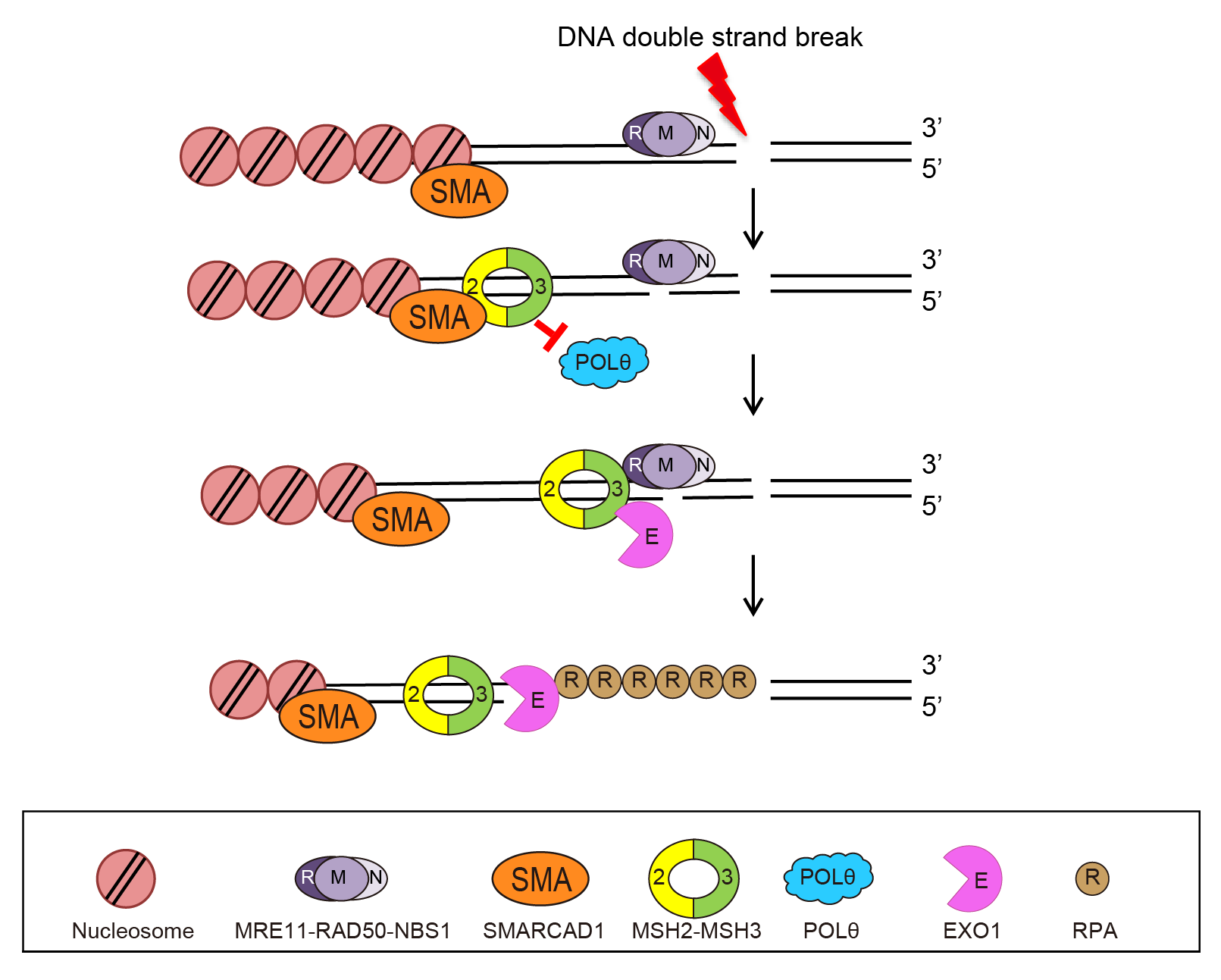 [그림 1] 새롭게 발견된 DNA 이중나선 절단 복구 방법
            가장 심각한 손상인 DNA 이중나선절단이 복구될 때, 기존에 알려진 DNA 이중나선절단 복구 단백질뿐만 아니라, 틀린짝 복구 단백질인 MSH2-MSH3가 중요한 역할을 할 수 있다는 것을 밝혔다. 먼저 DNA 이중나선절단이 생기면, SMARCAD1이 MSH2-MSH3를 DNA 손상부위로 데려오고, 이는 다시 EXO1을 손상 부위로 데려오는 것을 증가시켰다. 이후 EXO1에 의한 DNA 끝재절단이 활성화된다. 결국, DNA 끝재절단이 활성화되면서 상동재조합 복구 방법으로 DNA 상해반응이 증가하는 것을 확인했다. 이때 MSH2-MSH3의 결합은 POLQ의 DNA 이중나선절단 부위로의 접근은 막아 POLQ에 의한 작은 유사 염기 이용 복구 방법이 감소하는 것을 확인했다.