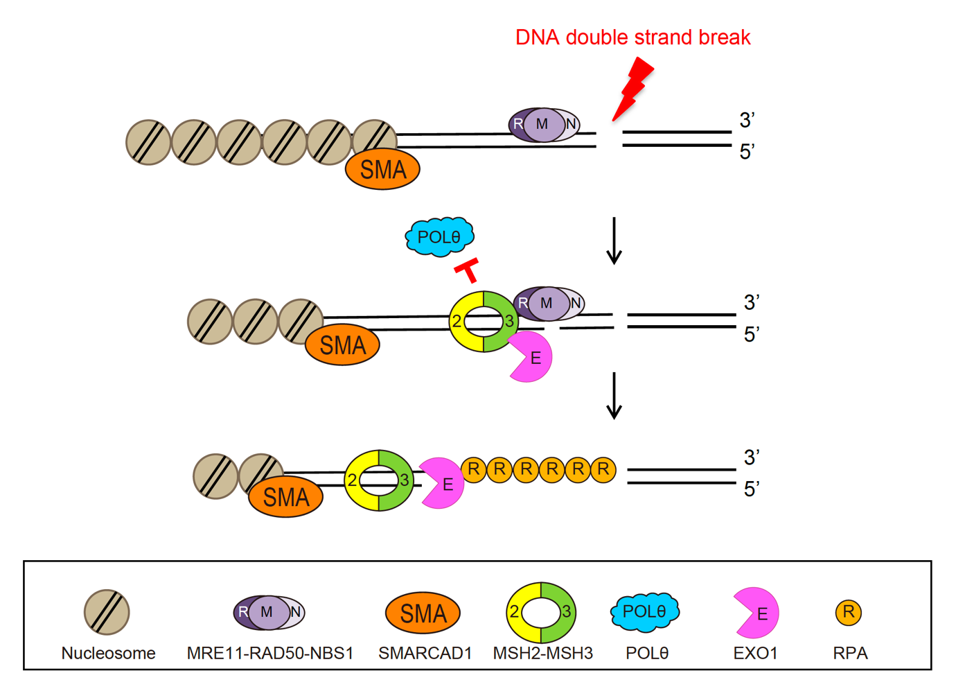 Figure 1. DSB repair by SMARCAD1, MSH2, and EXO1.
          