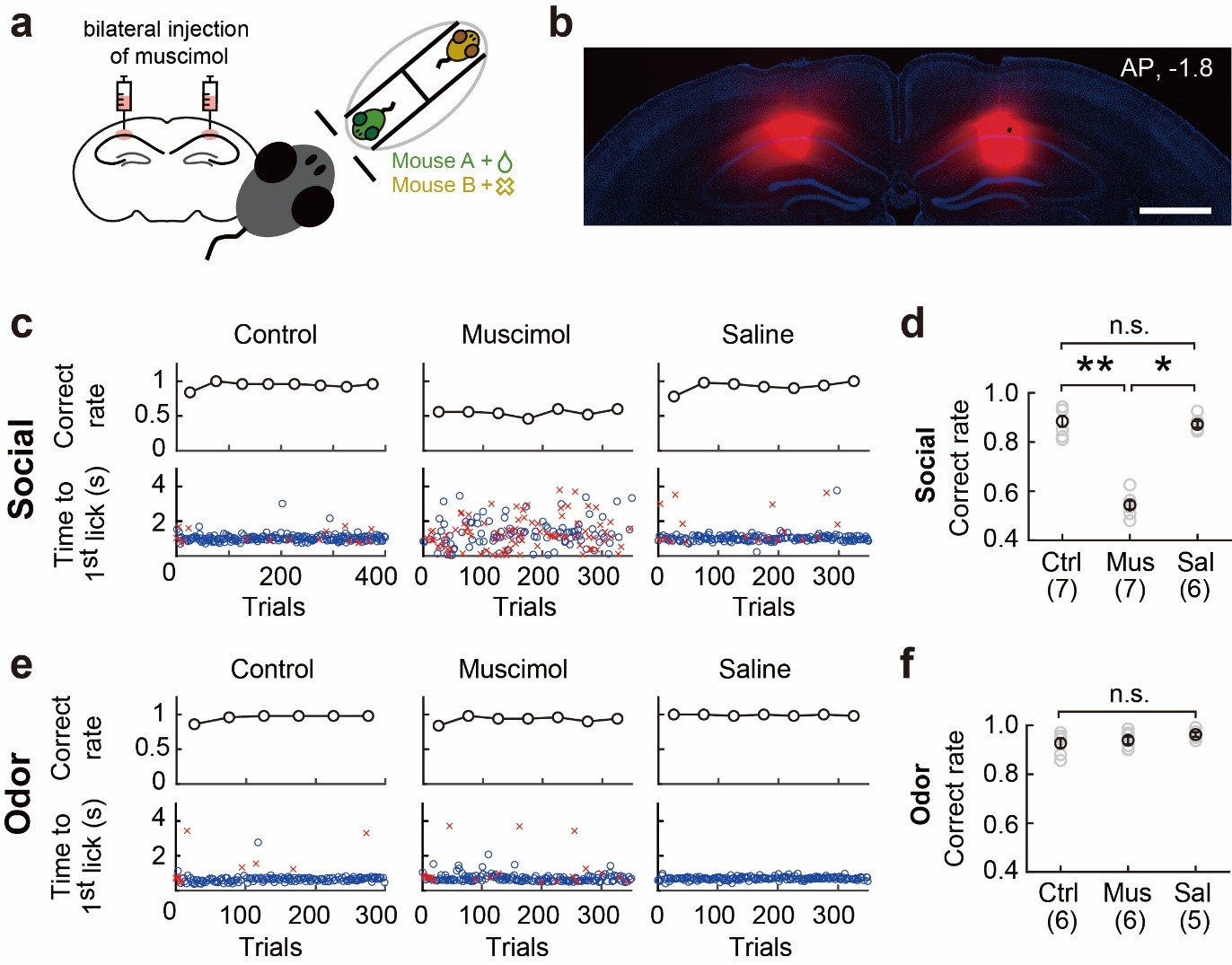 Figure 2. When neuroinhibitor muscimol is injected into the dorsal CA1 region of the hippocampus, the subject mouse becomes unable to distinguish the presented mice. However, when the same experiment was performed while presenting odor stimuli unrelated to social activity, this phenomenon was not observed.
            