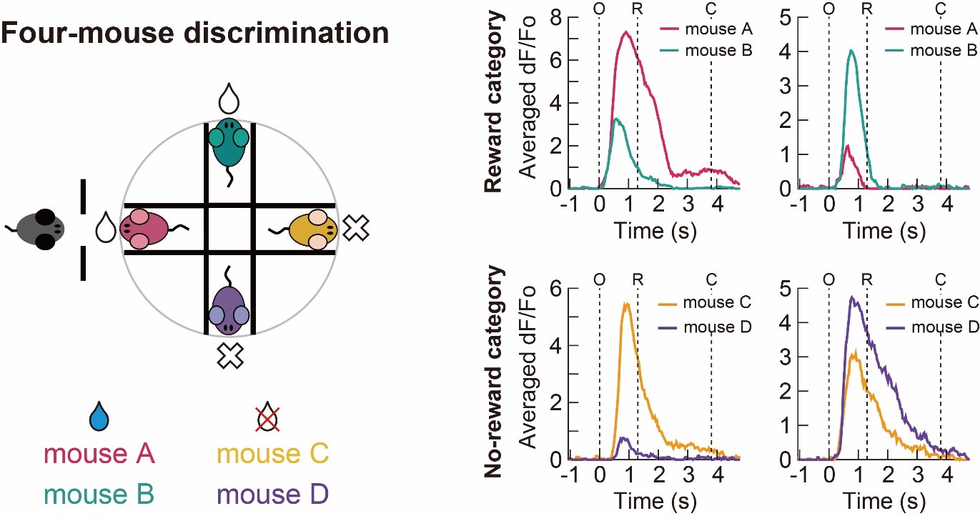 Figure 3. Neurons in the dorsal CA1 region of the hippocampus were found to be responsible for distinguishing between two mice within the reward category or between two mice in the non-reward category.
                