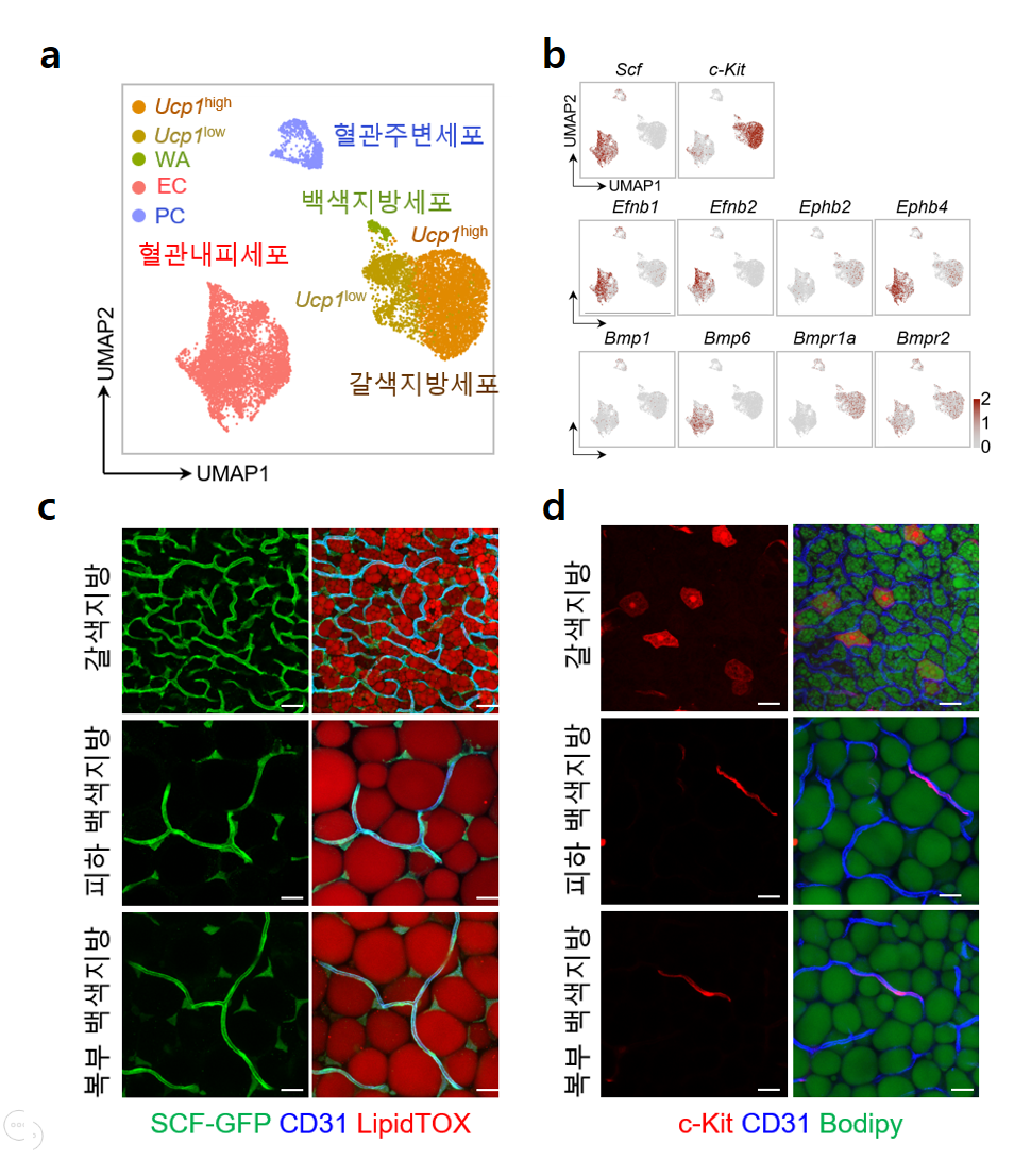 [그림 1] 갈색지방내 혈관내피세포와 갈색지방세포 사이의 리간드-수용체의 상호작용