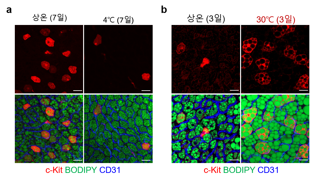 [그림 2] 갈색지방 내 시-키트(c-Kit) 수용체의 변화
