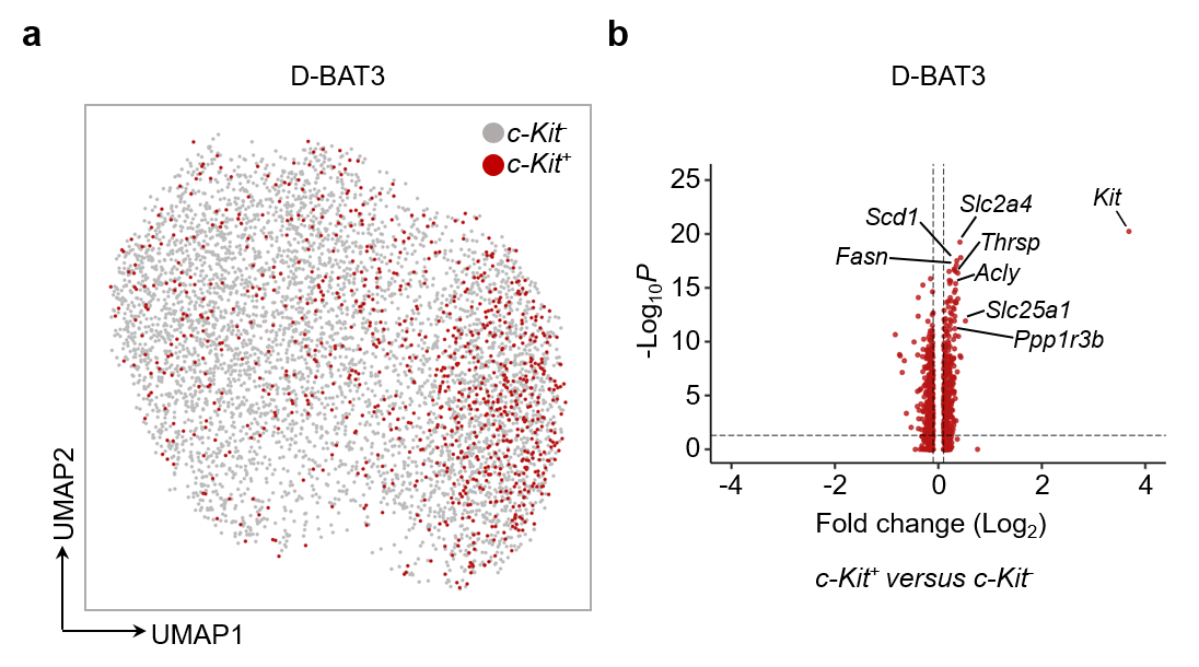 [그림 3] 시-키트(c-Kit) 갈색지방세포에서 지방산 합성 효소의 증가