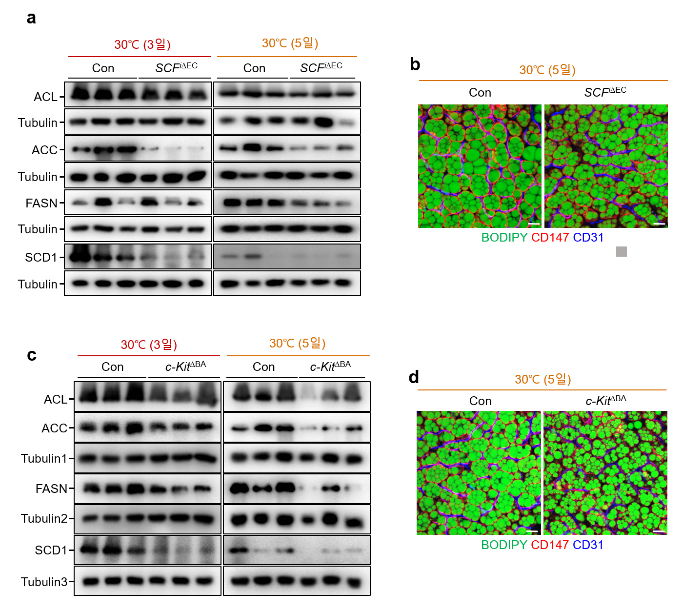 [그림 4] 줄기세포성장인자(SCF)/시-키트(c-Kit) 신호전달을 통한 갈색지방 내 지방축적의 변화