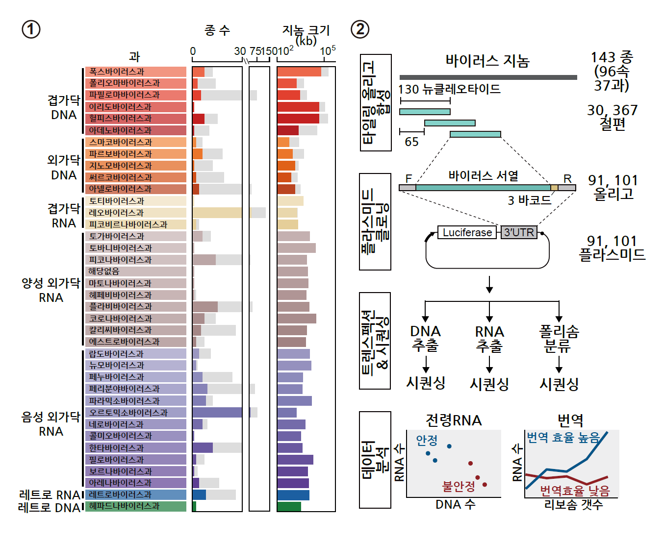[그림 1]  새로운 조절 RNA 서열을 찾기 위한 스크리닝 전략
            ① 인간에게 감염된다고 알려진 바이러스들의 지놈 서열을 과(family)별로 정리한 도표. 데이터베이스에 올라와 있는 전체 바이러스의 종(species) 수와 평균 지놈 크기를 회색 바그래프로 나타내었고, 실제 실험에 사용된 바이러스의 종수와 평균 지놈 크기를 색깔이 있는 바그래프로 나타내었다. 
            ② 스크리닝 실험 과정을 나타낸 개략도. 스크리닝에는 인간에게 감염된다고 알려진 143 종의 바이러스 지놈이 사용되었다. 143 종의 바이러스로부터 유래한 지놈 서열들은 타일링 기법을 통해 130개 뉴클레오티드(nucleotide) 길이로 잘라주었다. 이렇게 얻은 3만여 개의 바이러스 유래 지놈 절편들을 플라스미드 형태로 암세포에 넣어, 세포 안에서 각각의 바이러스 서열들이 RNA 안정성과 단백질 번역 증가에 미치는 영향을 시퀀싱하여 측정하였다.