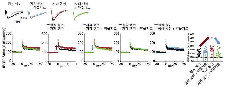 [그림 2] 약물치료를 통한 증가 된 시냅스 장기 강화의 정상화
                CAMK2 인산화 억제제인 KN-62를 통해 인산화를 감소시키자, ADNP 결손 생쥐에서 보였던 증가된 시냅스 장기 강화가 정상화 되었다.