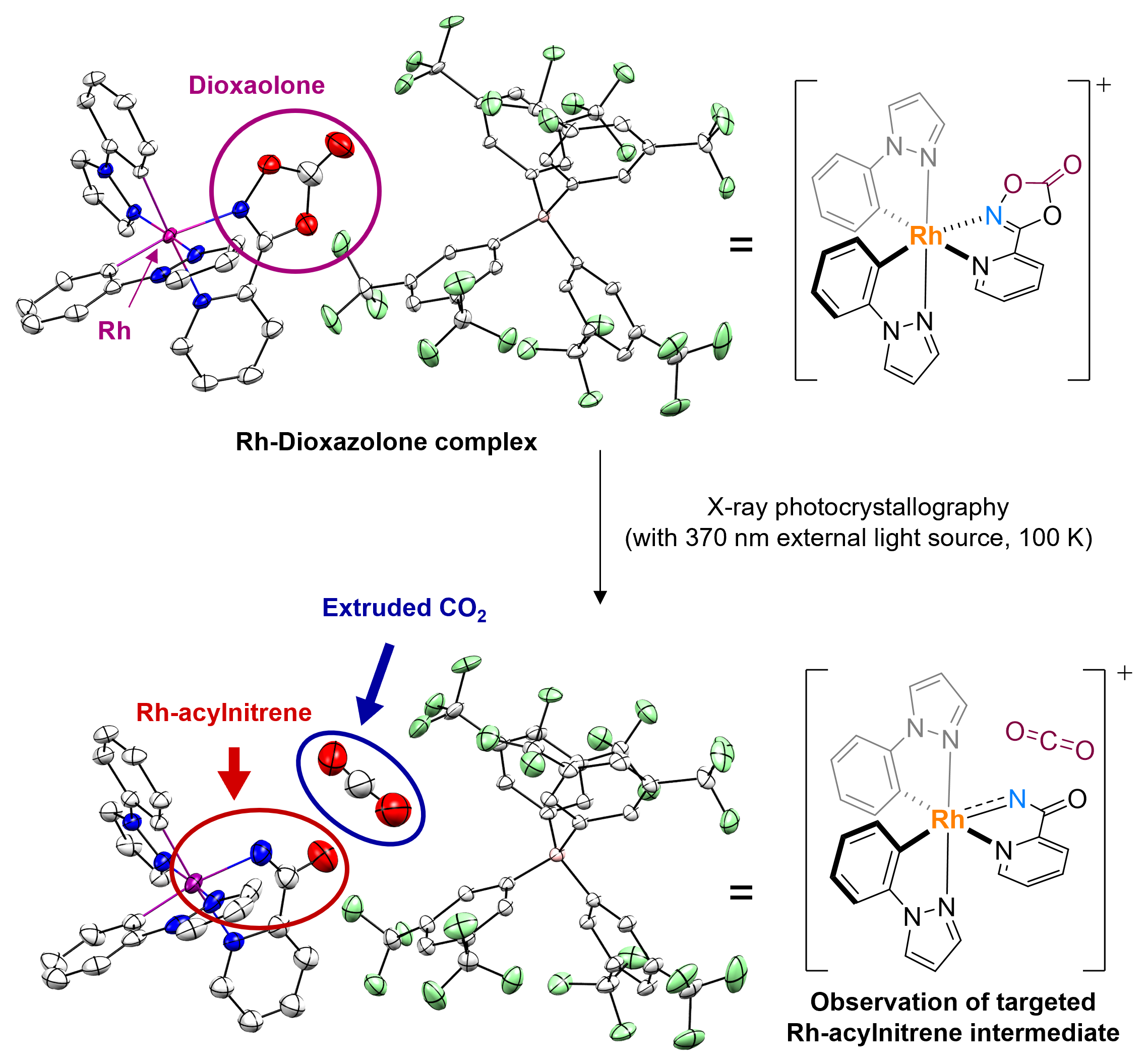Figure 3. Access to rhodium-acylnitrenoid intermediate via X-ray photocrystallographic analysis
            By using the single crystal of the rhodium-bound dioxazolone coordination complex, the researchers observed the sought-after rhodium-acylnitrenoid species via photocrystallographic analysis. When dioxazolone reacts with transition metal catalysts to form metal-acylnitrenoids, a CO2 molecule is extruded. Here, in the observed crystal structure, the CO2 molecule is nicely residing in between the generated Rh-nitrenoid and the counter anion.
            