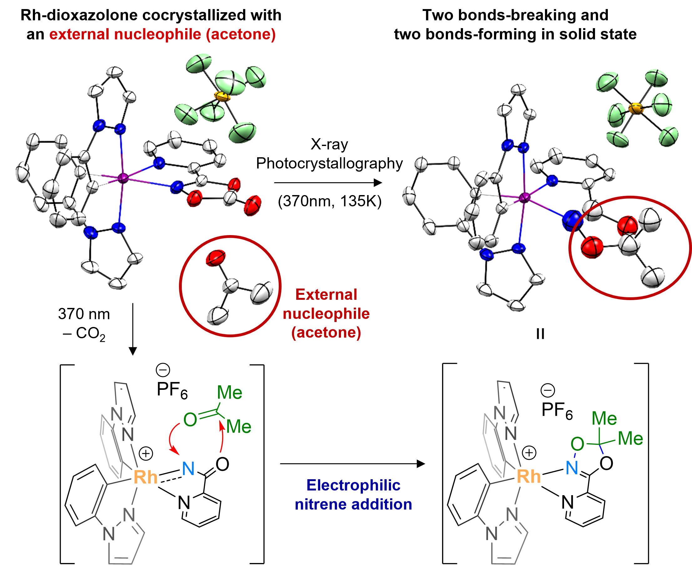 Figure 4. Crystallographic monitoring of rhodium-acylnitrenoid transfer
            The researchers additionally prepared a cocrystal of rhodium-dioxazolone and an acetone molecule, which allowed them to conduct further photocrystallographic analysis to monitor the nitrenoid transfer toward an acetone molecule as an external nucleophile. These results corroborate the electrophilic reactivity nature of the rhodium-acylnitrenoid intermediate.
            