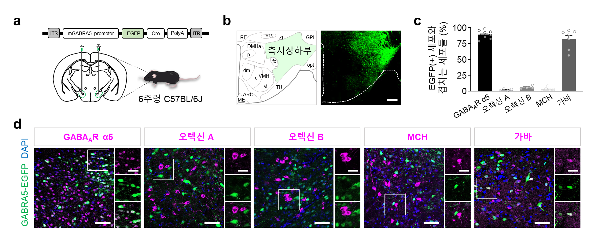 [그림2] 고지방 식이 섭취 시 GABRA5 신경세포의 활성 감소
    면역 염색을 통해 측시상하부에서 GABRA5 신경세포에 특이적으로 형광 표지하여 GABRA5 신경세포들이 가바와 GABRA5를 동시에 발현하는 것을 관찰할 수 있음. 일반 식이에 비해 고지방 식이 섭취 시 GABRA5 신경세포의 활성이 감소했으며, 고지방 식이로 인해 감소했던 GABRA5 신경세포의 활성이 GABA A 수용체 길항제 처리 후 회복됨.