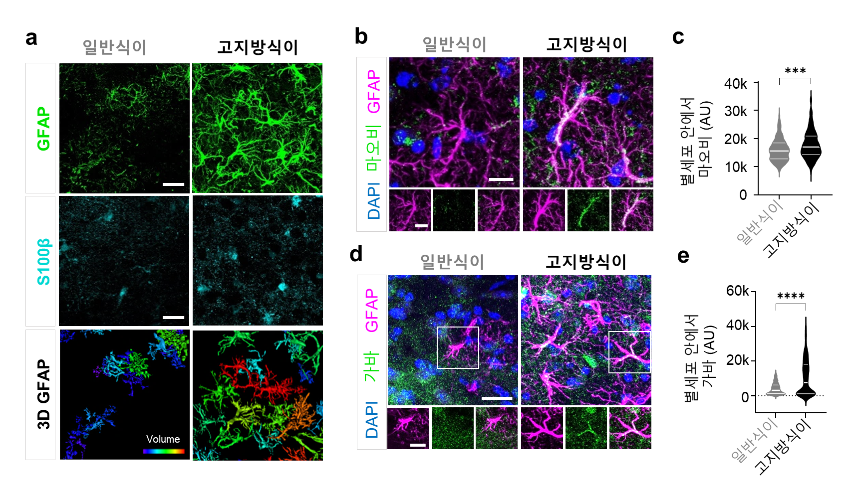 [그림 3] 고지방 식이 섭취 후 측시상하부의 정상 별세포의 반응성 별세포화
        고지방 식이 섭취 후에 별세포의 분자 마커들이 증가함. 고지방 식이 섭취 후 별세포의 수와 부피, 별세포 가지의 길이가 일어지며 반응성 별세포화됨. 이후 별세포의 마오비 발현이 증가하고 가바 수준이 증가함.        
        