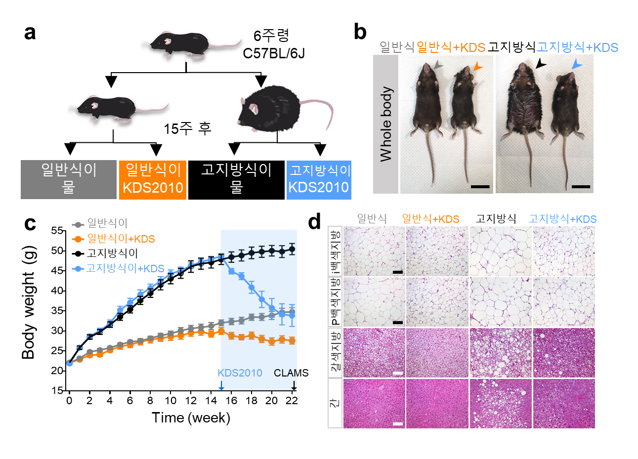 [그림 4] KDS2010가 반응성 별세포의 지속성 가바 생성을 억제하고 비만을 치료
            생쥐를 일반 식이와 고지방 식이를 섭취하는 2개 그룹으로 나누고, 각 그룹은 다시 증류수와 KDS2010를 투여하는 그룹으로 나눠 총 4개의 그룹으로 나눔. 일반 식이와 고지방 식이를 섭취한 생쥐 모두에서 KDS2010 투여 그룹에서 체중 감소 효과를 관찰함. KDS2010 투여에 따른 식이 섭취량 변화는 없었으며, 투여 후 지방 비율이 감소함. 