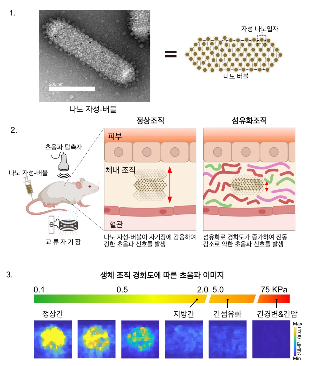 [그림3] 나노 자성-버블
            1. 나노 자성-버블: 원통형 (약500nm)이고, 나노 버블과 자성나노입자가 결합되어있음
            2. 나노 자성-버블의 진동정도에 따라 정상조직에서는 강한 초음파 신호를 발생하고, 섬유화 조직에서는 주변이 단단해져 약한 초음파 신호를 발생함
            3. 생체조직의 경화도에 따른 나노 자성-버블의 초음파 이미지