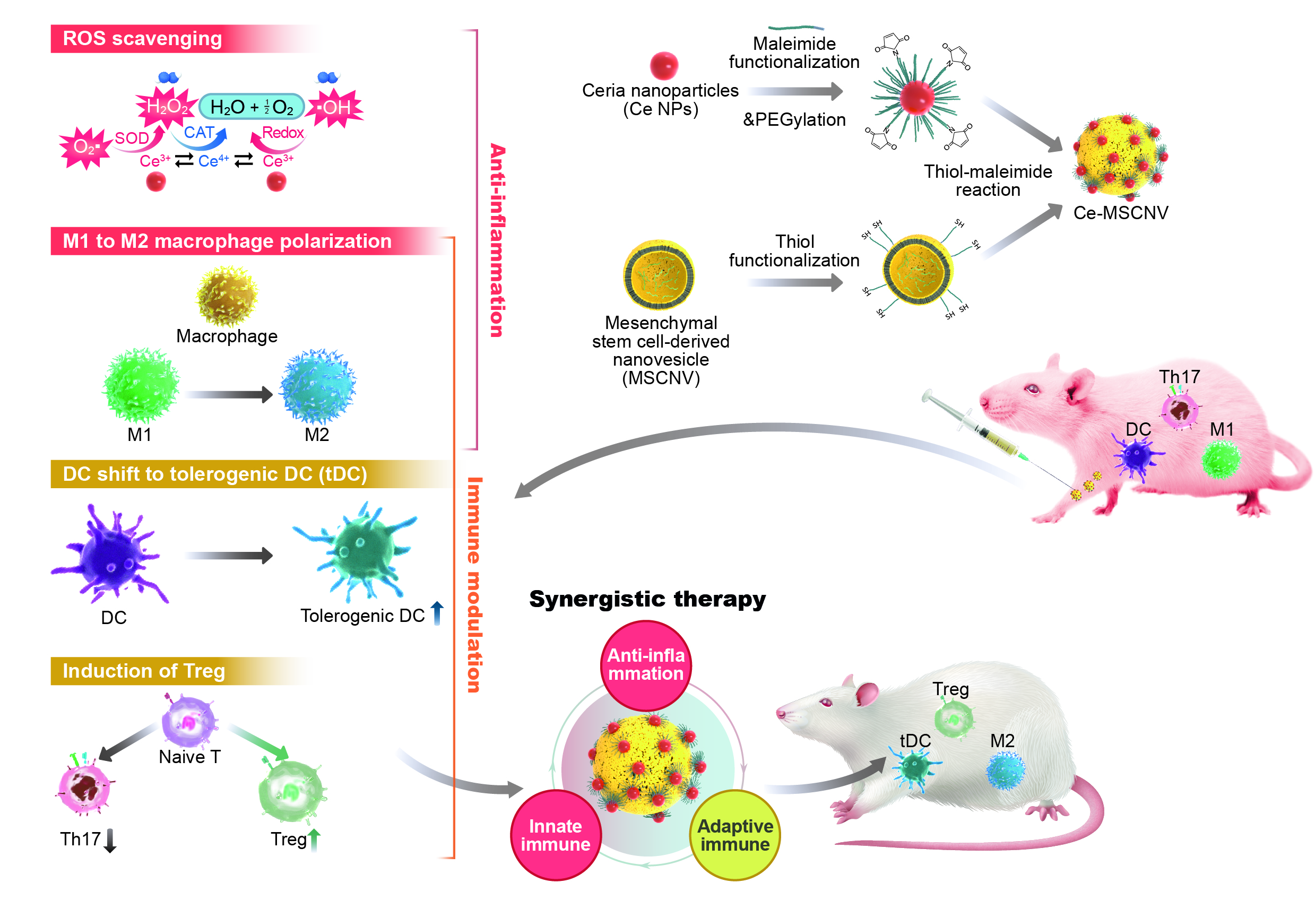 [그림 1] 류머티즘성 관절염 치료를 위한 나노 하이브리드 치료 시스템
            기초과학연구원(IBS) 나노입자 연구단 연구진은 류머티즘성 관절염의 원인이 되는 다인자를 동시에 해결하는 복합 치료 시스템을 구현했다. 여러 인자가 번갈아 문제를 유발하는 악순환을 깨고 체내 면역 체계를 회복하여 스스로 회복할 수 있도록 돕는 세리아 나노입자-줄기세포 유래 나노 베지클 복합체를 개발했다.
            
