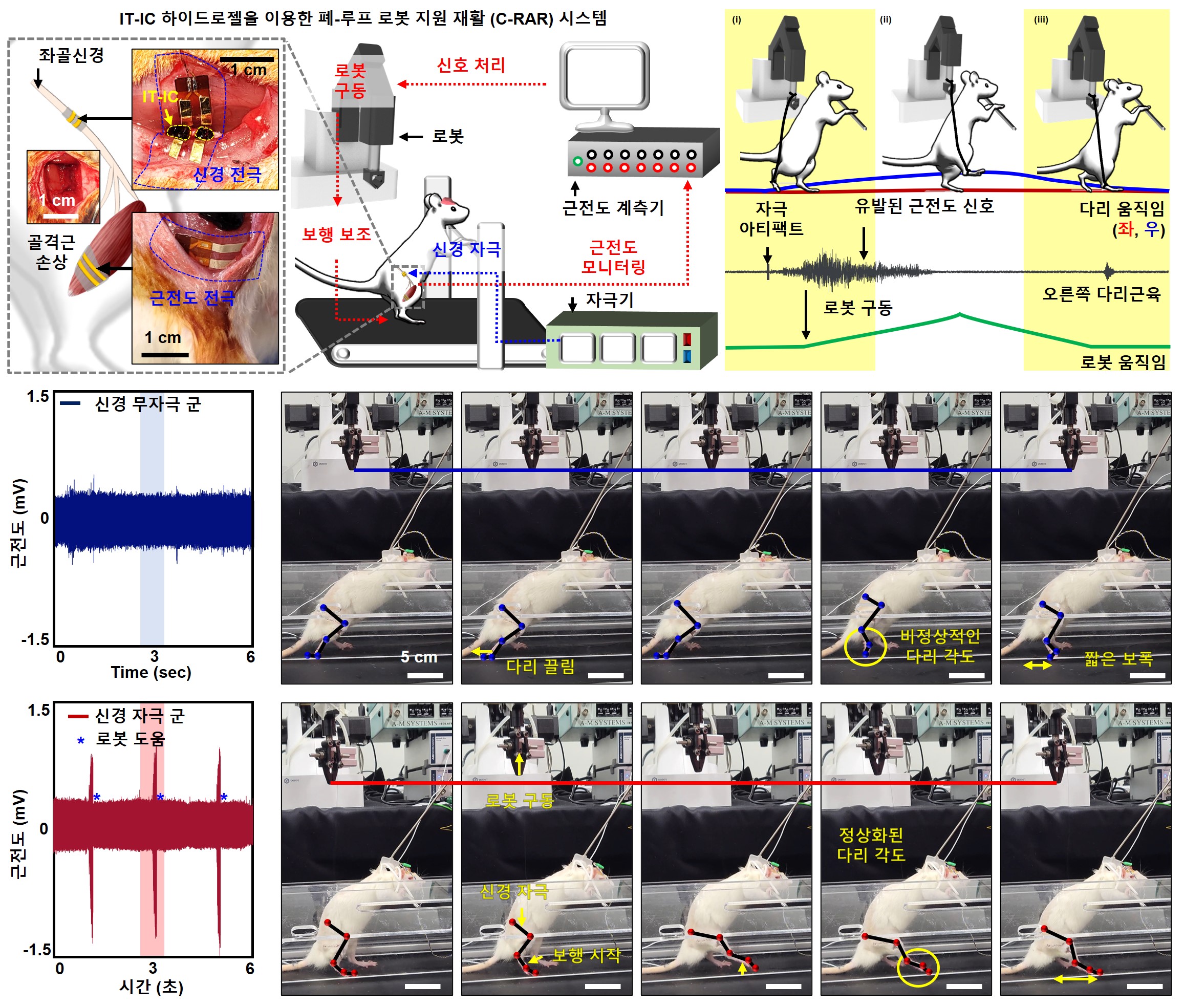[그림3] 주사 가능한 조직 보철물 기반 보행 보조 실험
                    주사 가능한 조직 보철물의 조직-조직 연결 성능과 조직-전극 인터페이싱 성능을 통해 폐-루프 로봇 지원 재활 시스템을 구현했다. 신축성 있는 전극으로 IT-IC 하이드로젤로 인터페이싱하여 신경 자극을 하였고, 근육이 손상된 부위에 IT-IC 하이드로젤로 손실 부위를 보철해주었다. 신경 자극을 통해 유발된 근전도를 실시간 신호 처리하여 다리의 움직임이 있을 때 로봇이 구동하여 쥐의 보행을 보조해주었다. 이러한 시스템이 적용되지 않은 쥐는 다리를 끌며 비정상적인 다리 각도와 짧은 보폭을 보여준 반면, 시스템이 적용된 쥐는 정상화된 다리 각도와 긴 보폭을 보여주며 손상 초기에 즉각적인 보행 보조가 되는 것을 보여주었다.