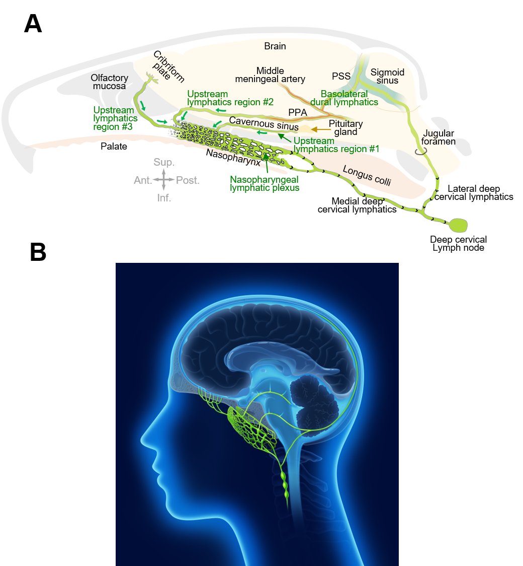 Figure 1. Connections of nasopharyngeal lymphatic plexus and features of deep cervical lymphatics
    A. The drawing shows intracranial upstream lymphatic regions #1, #2, and #3 that drain through the nasopharyngeal lymphatic plexus (NPLP) en route to medial deep cervical lymphatics and deep cervical lymph nodes in mice. Upstream lymphatic region #1 includes lymphatics near the pituitary gland and cavernous sinus that drain to the NPLP. Upstream lymphatic region #2 includes lymphatics in the anterior region of the basolateral dura near the middle meningeal artery and petrosquamosal sinus (PSS) that course along the pterygopalatine artery (PPA) to the NPLP. Upstream lymphatic region #3 includes lymphatics near the cribriform plate that drain to lymphatics in the olfactory mucosa en route to the posterior nasal lymphatic plexus and NPLP. In contrast, lymphatics in the posterior region of the basolateral dura around the sigmoid sinus do not drain to the NPLP but instead, pass through the jugular foramen to lateral deep cervical lymphatics en route to deep cervical lymph nodes. Anatomical positions are indicated in the lower corner. Ant., anterior; Post., posterior; Sup., superior; Inf., inferior anatomical position.
    B. The drawing highlights the lymphatic connections of the nasopharyngeal lymphatic plexus to the deep cervical lymphatics and deep cervical lymph nodes for cerebrospinal fluid in humans, based on the findings obtained from the mice and monkeys in this study.