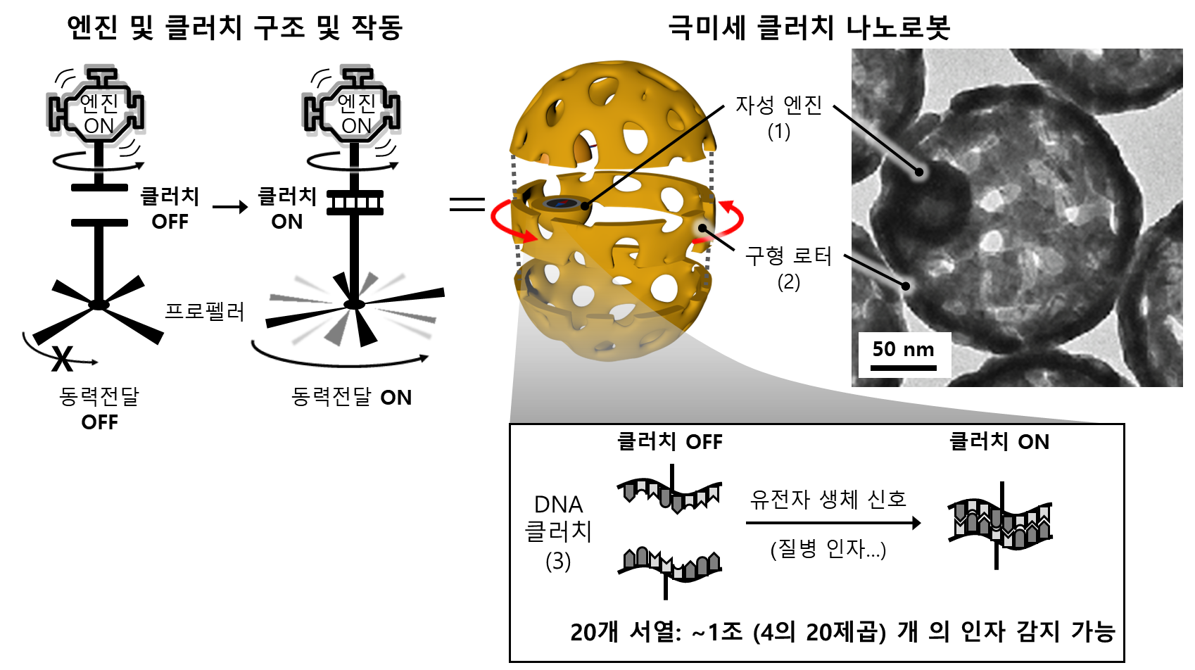 [그림 2] 클러치 나노로봇의 구조와 작동원리