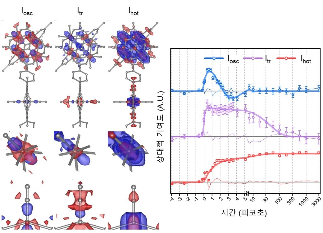 [그림 2] 중간체의 차이 전자 밀도 지도 및 세 구조중간체의 동역학
            Iosc은 진동하는 구조에 대한 구조 중간체, Itr은 순간적으로 생성되는 구조 중간체이고 Ihot은 진동적으로 뜨거운 구조 중간체에 대한 SADED maps과 세 구조 중간체의 동역학을 의미한다. SADED maps의 맨 위 패널은 철 포르피린과 지르코늄 클러스터를 보여주며, 중간 패널은 지르코늄 클러스터의 지르코늄 원자를 확대해서 보여준다. 맨 아래 패널은 철 포르피린의 철 원자를 확대해서 보여주고 있다. 빨간색 차이 전자 밀도는 전자 밀도가 사라지는 것을 의미하며, 원자가 기존 위치에서 움직일 때 나타난다. 반대로, 파란색 차이 전자 밀도는 전자 밀도가 생성되는 것을 의미하며, 원자가 해당 위치로 움직일 때 나타난다.
            Iosc은 5.55 피코초 주기로 진동하며, 2.68 피코초로 제동되며, Itr은 200 펨토초인 IRF 내에 순간적으로 생성되고 47.1 피코초의 시간상수를 가지면서 사라진다. Ihot은 1.1 피코초와 11.32 피코초의 시간 상수를 가지면서 생성되며 3 나노초까지 유지되는 것을 관측했다.