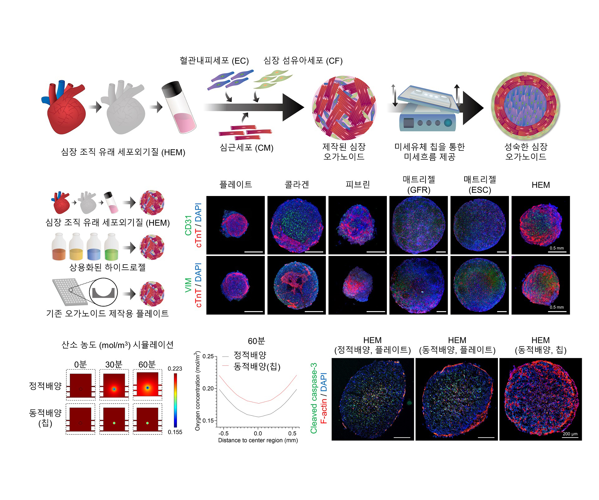 [그림1] 심장 미세환경 구현한 심장 오가노이드 제작 과정 및 우수성
                이번 연구의 심장 오가노이드는 심근세포, 혈관내피세포, 심장 섬유아세포 총 3종의 세포를 심장 조직 유래 세포외기질(HEM)에 캡슐화해 제작됐다. 이후 미세유체 칩과 교반기를 이용한 방법으로 동적 흐름을 끊임없이 제공해 성숙한 심장 오가노이드를 제작했다. 나아가 상용화된 하이드로젤 4종과 기존 플레이트를 활용해 심장 오가노이드와의 심근 분화도를 비교해 HEM의 우수성을 확인하고자 했다. 결과적으로 HEM을 이용한 심장 오가노이드에서 3종 세포를 표지하는 단백질 발현도가 종합적으로 월등했다. 또한, 미세유체 칩을 활용한 동적 배양은 정적 배양보다 오가노이드 내부까지 산소 공급이 가능했고, 이는 오가노이드의 생존율을 높여주고 장기배양을 가능하게 했다.