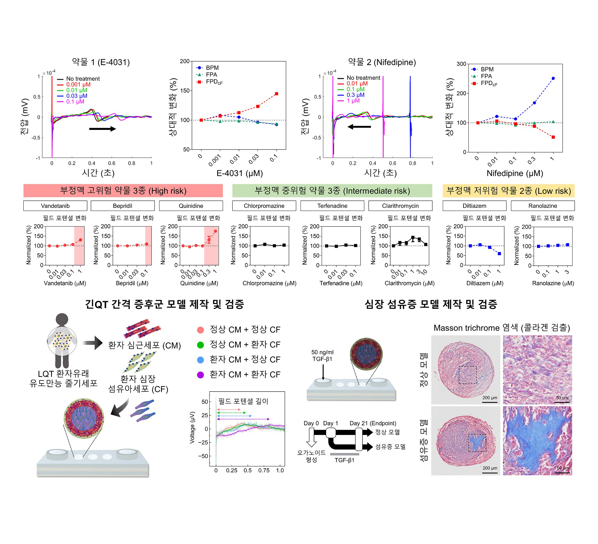 [그림2] 새로운 심장 오가노이드를 활용한 약물 평가 및 심질환 모델 제작
                심장 오가노이드에 전기생리학적 분석 시스템을 접목해 약물의 유효성 및 심독성을 예측했다. 심장에 미치는 영향이 잘 알려진 약물 2종을 처리하면, 약물 1(E-4031)과 약물 2(Nifedipine)에 의해 필드 포텐셜 길이(Field potential duration)가 기존에 알려진 바와 같이 농도 의존적으로 각각 연장되거나 단축되는 것을 확인했다. 또한, 부정맥 유발 위험도가 임상적으로 알려진 8종의 약물을 평가했을 때 약물 반응이 기존 임상 데이터와 유사한 양상을 보였다. 나아가 환자 유래 유도만능줄기세포를 활용해 긴 QT 간격 증후군(Long QT Syndrome) 모델을 제작해 전기생리학 분석으로 검증했으며, 외부 인자(TGF-β1) 처리를 통해 심장 섬유증 모델을 제작해 조직학 분석으로 검증했다.
