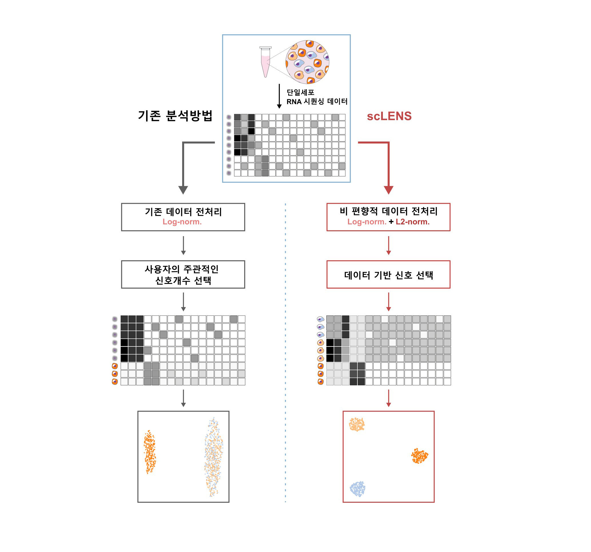 [그림 1] scLENS 개요. 
            (왼쪽) 기존의 단일세포 전사체 분석 방법은 로그 정규화를 이용해 데이터 전처리를 하고 전처리된 데이터로 부터 사용자가 직접 임계값을 설정하여 신호와 노이즈를 구별해야한다. 이 과정에서 신호 왜곡이 발생하여 분석결과가 부정확해짐을 이번 연구에서 밝혀내었다. 
            (오른쪽) 연구진은 기존 로그 정규화에 L2 정규화를 통합하면 전처리 과정에서 신호 왜곡을 방지할 수 있음을 밝혔다. 나아가 랜덤 행렬 이론을 이용하여 사용자의 선택 없이 데이터에만 기반하여 신호와 노이즈를 구별하는 임계값을 설정하는 방법을 개발하였다. 덕분에 scLENS는 정확하고 자동화된 데이터 분석이 가능하다. 