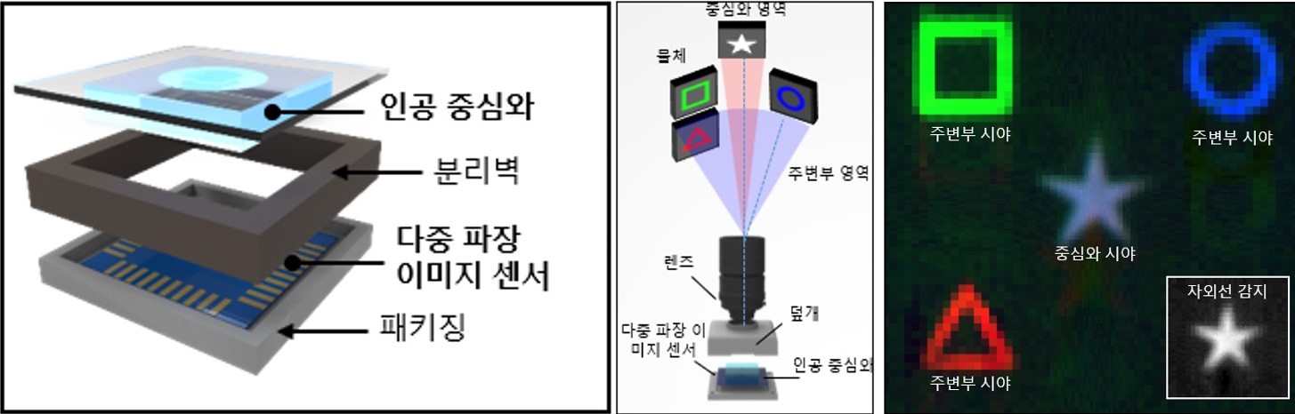 [그림 2] 연구진이 개발한 새 눈을 모방한 카메라의 모식도 및 측정 결과
                연구진이 개발한 물체 감지에 특화된 카메라는 인공 중심와와 다중 파장 이미지 센서로 구성되어 있으며, 멀리 있는 물체를 선명하게 감지할 수 있으며 색 또한 구분하여 인식할 수 있다.