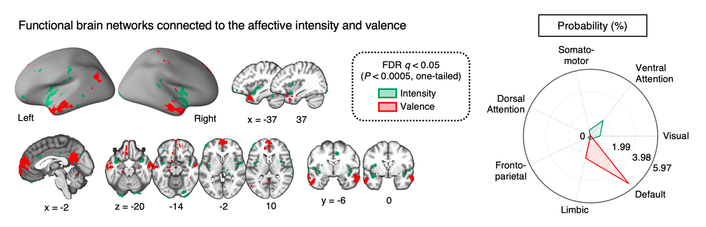 Figure 3. Functional brain networks that are connected to the affective intensity and valence information
        Left: The affective valence information is connected to the limbic and default mode networks, and the affective intensity information is connected to the ventral attention network. Right: The probability that the affective intensity and valence is connected to each of 7 functional brain networks.