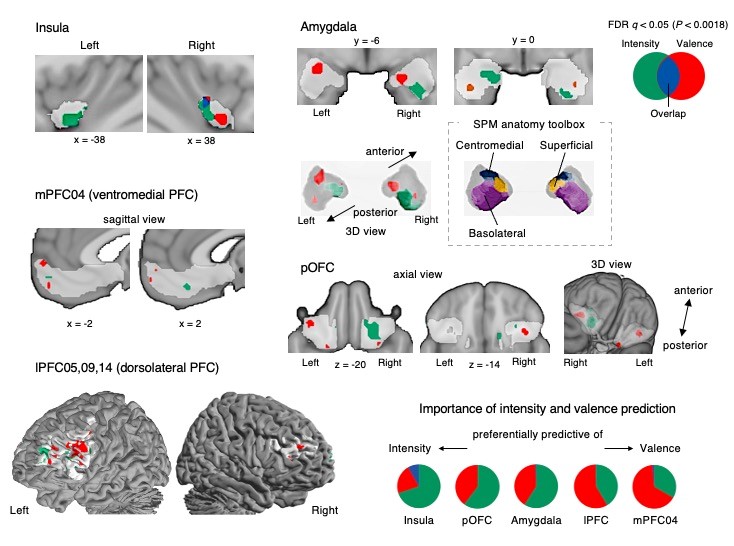 Figure 2. Important brain regions for predicting affective information related to pleasure and pain
        These brain regions include groups of subregions contributing to predicting pleasantness or unpleasantness scores (affective valence) and their intensity (affective intensity). In predicting the affective intensity, the ventral anterior insula and right ventral and left dorsal amygdala were involved. In predicting the affective valence, the left centromedial and right superficial amygdala and the ventromedial prefrontal cortex were involved.
        