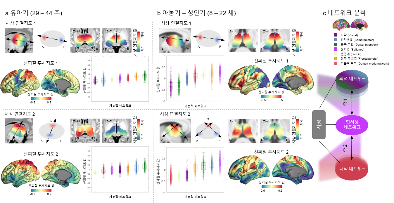 우리 아이 뇌는 어떻게 성장할까? 두뇌 발달의 ‘열쇠’ 찾았다
