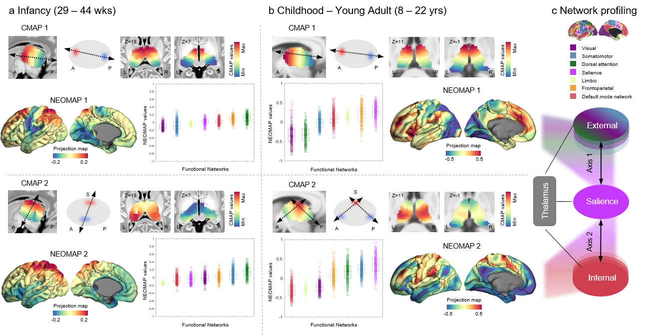 Figure 1. Thalamic connectopic maps (CMAP) and neocortical projection maps (NEOMAP) demonstrate the developmental changes in brain connectivity. Panel (a) shows CMAP 1 & 2 and NEOMAP 1 & 2 for infants (29–44 weeks), illustrating early differentiation of sensorimotor networks. Panel (b) displays these maps for children and young adults (8–22 years), highlighting the establishment of connections with the salience network and the differentiation between externally and internally oriented systems. Network profiles, sorted based on the Yeo-Krienan 7 Network Atlas, are depicted in box plots indicating the median and interquartile range (IQR). Panel (c) presents a schematic of the external-to-internal axis division derived from the NEOMAPs of childhood and young adulthood, showing the crucial role of the salience network.
        