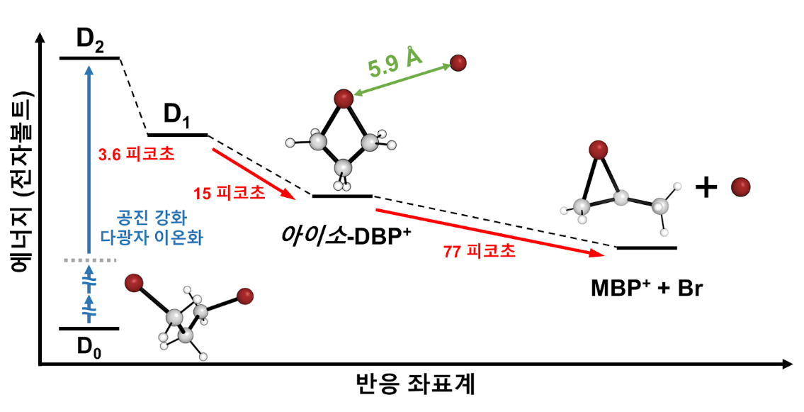 [그림 4] 실험을 통해 이온이 생성된 직후 약 3.6 피코초 동안 중요한 구조적 변화가 관측되지 않음을 확인하였으며, 이후 15 피코초의 시간상수를 보이며 반응중간체인, 아이소-다이브로모프로판 양이온(DBP+)이 형성됨을 확인하였습니다. 마지막으로, 아이소-다이브로모프로판 양이온 내의 느슨하게 결합된 브롬(Br) 원자가 탈출하여 77 피코초의 시간 상수로 브로모늄 모노브로모프로판 양이온(MBP+)이 생성됩니다. 이러한 결과를 통해 고립된 이온이 안정화되는 과정을 직접적으로 관찰하였으며, 이때 나타난 최종 생성물이 유기반응 중간체로도 많이 알려진 브로모니움 형태를 가짐을 확인할 수 있었습니다.