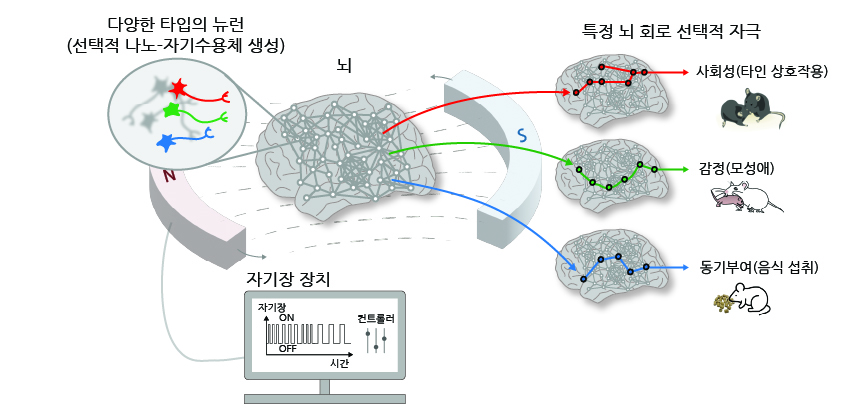 [그림1] 나노-MIND 기술 개요. 특정 뉴런 및 뇌 회로 선택적 제어에 의한 고차원적 뇌 기능 조절 
      나노-MIND 기술로 특정 뉴런과 뇌 회로를 선택적으로 제어해 동물의 감정, 사회성, 생존 욕구 등 고차원적 뇌 기능을 자유자재로 조절할 수 있다. 이를 통해 다양한 뇌 회로의 역할과 작동 원리를 알아내어, 뇌과학 연구에 필수적이고도 더 나은 인공신경망 구축을 통해 AI 기술 발전에 활용될 수 있다.
