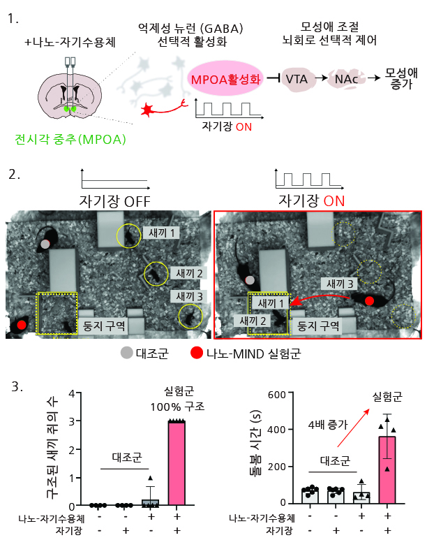 [그림3] 나노-MIND를 활용한 사회성 및 감정 담당 뇌 회로 조절 실험
        1. 전시각중추(MPOA)의 억제성 뉴런에만 생성된 나노-자기수용체는 자기장 신호에 의해 MPOA의 억제성 뇌 회로를 선택적으로 활성화함. 이를 통해 모성애 및 부모 행동을 담당하는 뇌 회로 조절이 가능함.
        2. 자기장 자극이 가해지면 나노-자기수용체가 주입된 암컷 쥐는 어미 쥐가 아님에도 불구하고 모성애가 증가해 새끼 쥐를 찾아 자신의 둥지로 구조함. 그에 반해 대조군 암컷 쥐는 새끼 쥐에 대한 관심을 보이지 않음. 
        3. 나노-MIND 기술이 적용된 암컷 쥐에게서만 자기장 자극으로 모성애 담당 뇌 회로가 활성화돼 새끼 쥐를 모두 구조했으며 일반 쥐보다 돌봄 시간이 4배 이상 증가함. 
