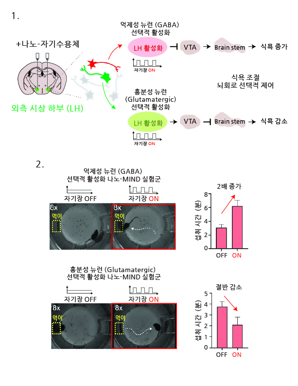 [그림4] 나노-MIND를 활용한 동기부여 조절 뇌 회로의 양방향 조절
  1. 외측 시상하부(lateral hypothalamus, LH)의 흥분성 또는 억제성 뉴런에 선택적으로 발현된 나노-자기수용체를 통해 자기장 자극을 주었을 때, 동기부여 및 식욕을 담당하는 뇌 회로의 양방향 조절이 가능함.
  2. 나노-MIND로 LH의 억제성 뉴런이 선택적으로 활성화되면 쥐의 식욕과 섭식 행동이 2배 증가함. 반면, 나노-MIND로 LH의 흥분성 뉴런이 선택적으로 활성화되면 쥐의 식욕과 섭식 행동이 절반 이하로 감소함.
