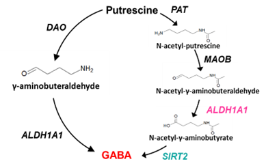 Figure 2. The putrescine-to-GABA production pathway