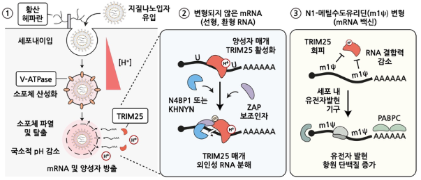 [그림 1] mRNA 백신의 세포 조절 경로를 탐구하기 위한 CRISPR 녹아웃 스크리닝
            19,114개의 인간 유전자를 표적하는 녹아웃 라이브러리.