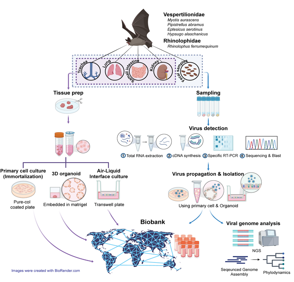 世界最大のコウモリオルガノイドプラットフォームがパンデミック対策の道を開く(World’s Largest Bat Organoid Platform Paves the Way for Pandemic Preparedness)