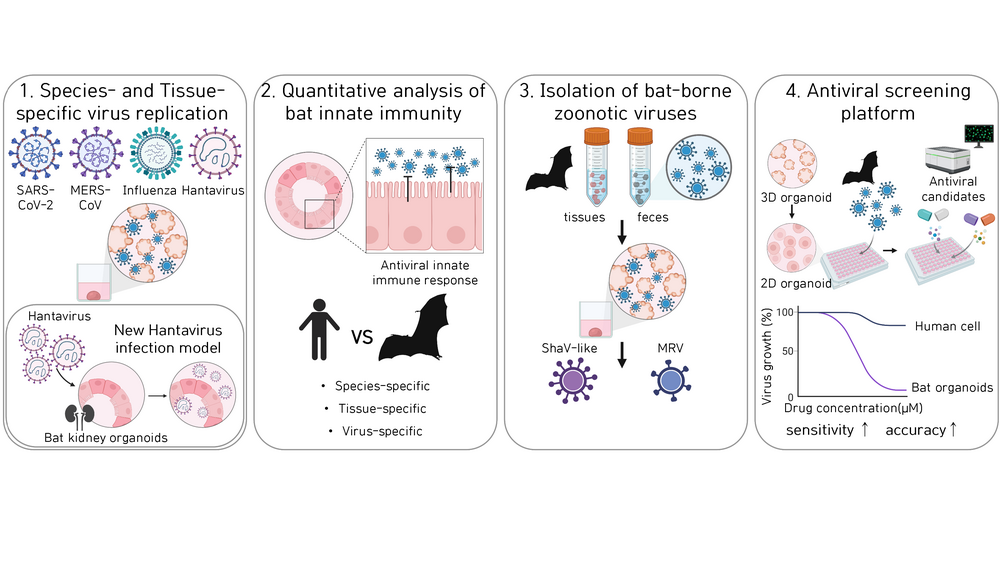 Figure 2. Key Research Findings Using Bat Organoids
1️. Scientists infect tiny 3D “mini-organs” from different bat species with viruses like SARS-CoV-2, MERS, influenza, and hantavirus, to see how they spread in different tissues.
2️. They track how the bat’s immune system reacts, comparing responses between species and organs.
3️. The platform helps scientists find and isolate new viruses straight from bat samples, using organoids for safer, more accurate testing.
4️. It also lets researchers quickly screen antiviral drugs on these mini-organs, speeding up the search for effective treatments.
Created using BioRender
