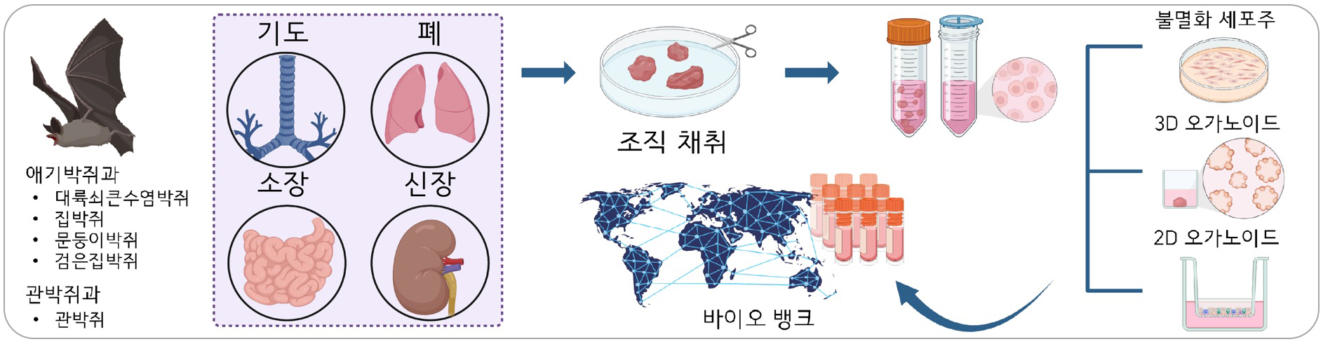 [그림1] 다종˙다조직 박쥐 오가노이드 플랫폼 구축