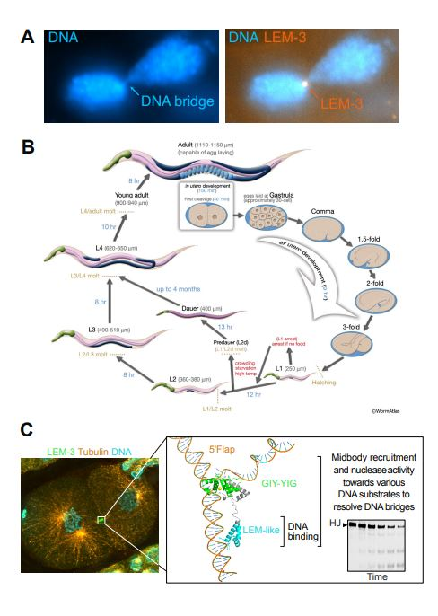 Figure 1. Functional analysis of the LEM-3 protein and the roles of its domains using the C. elegans model.