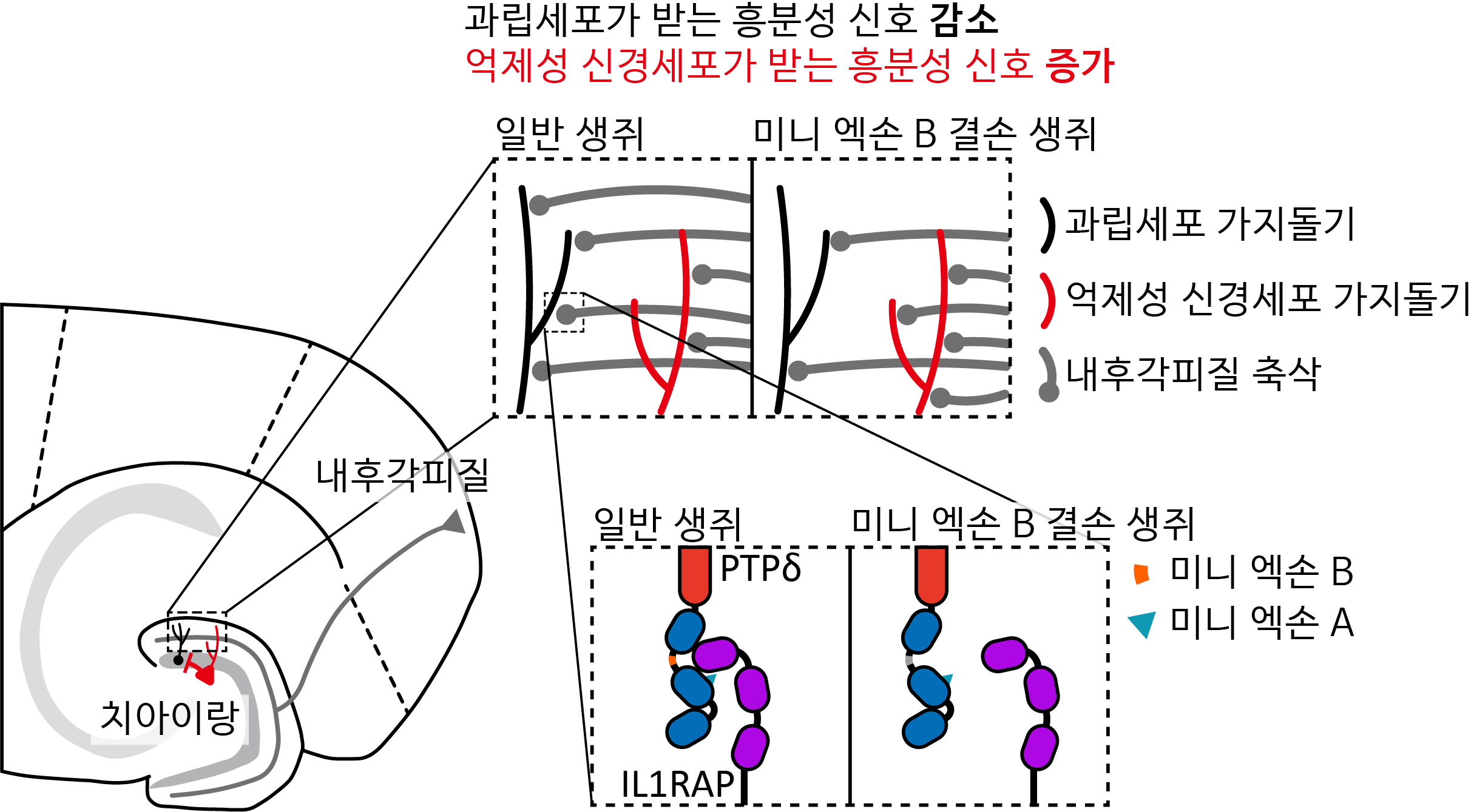 [그림1] PTPδ의 미니 엑손 B로 인해 조절되는 흥분-억제 비율