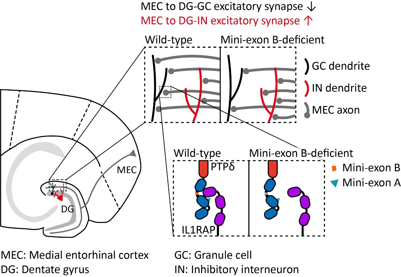 微小な遺伝子スイッチが脳のバランスと行動を制御することを発見(Tiny Genetic Switch Found to Control Brain Balance and Behavior)