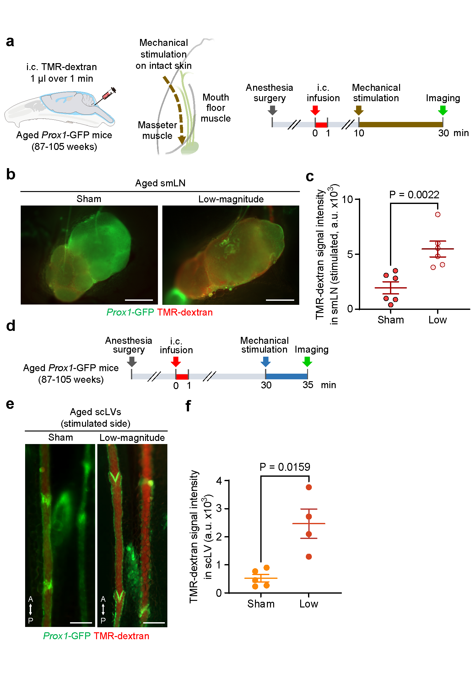 Figure 3. Precise skin stimulation restores brain fluid drainage in aged mice
When researchers applied precise light mechanical stimulation to the skin of older mice, brain waste fluid (CSF) drained more efficiently into nearby lymph nodes and lymphatic vessels, as shown in these fluorescent images and supporting graphs.