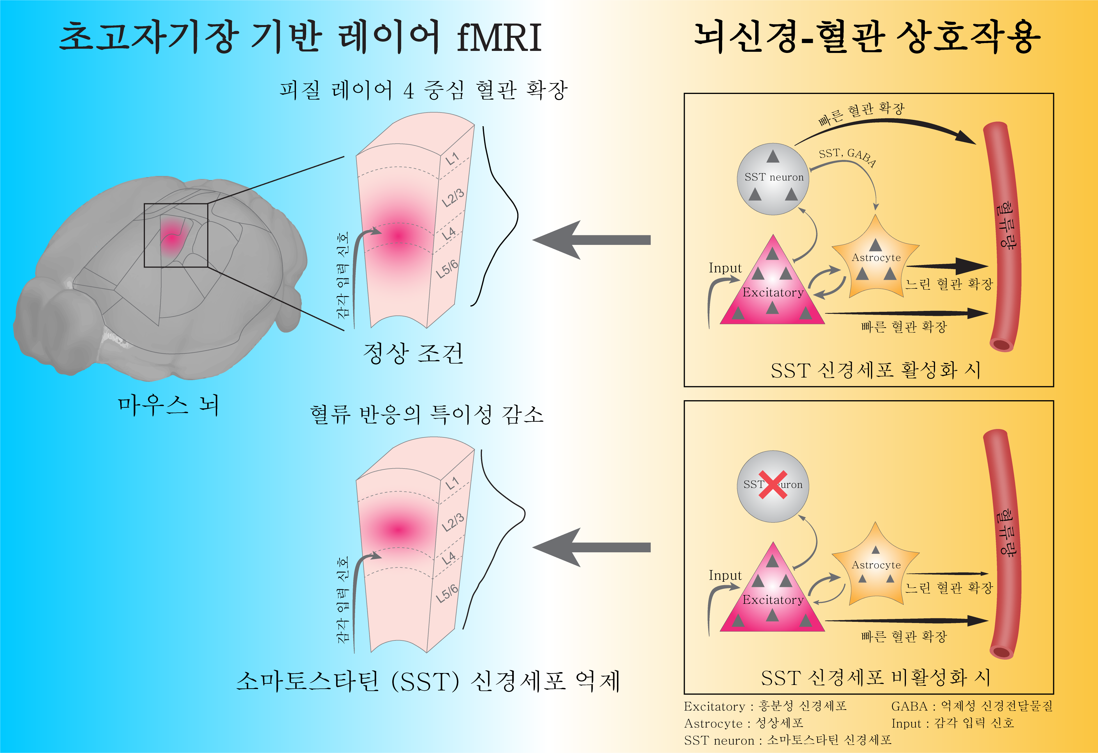 [그림]  소마토스타틴 신경세포가 매개하는 뇌혈관 반응의 공간 특이성