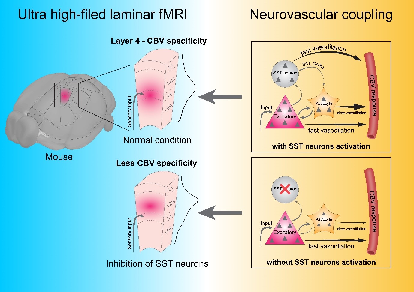 脳が血液量をどう制御しているかを解明(How the Brain Controls Its Blood Volume)