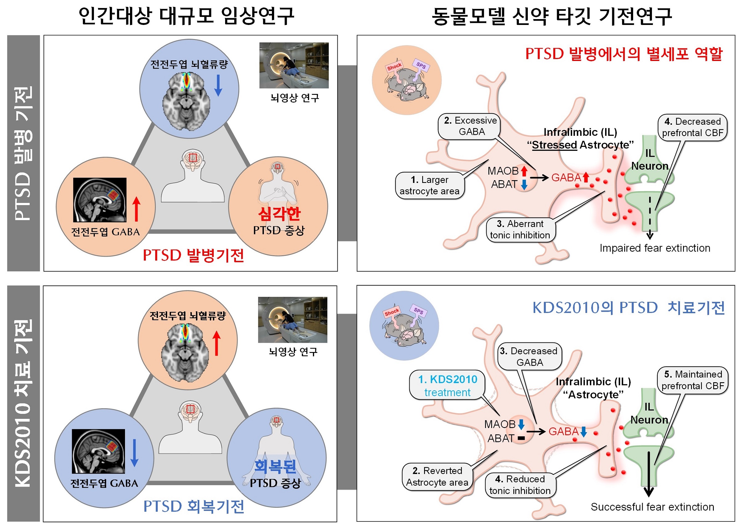 [그림1] PTSD에서 별세포 GABA 조절 메커니즘 및 신약 KDS2010의 치료 효과 요약