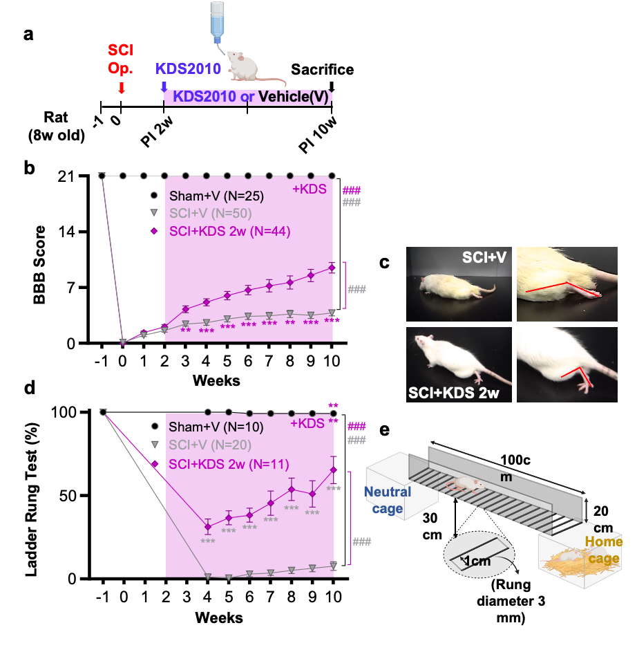 Figure 1. Therapeutic effects of KDS2010 in an animal model of spinal cord injury The selective MAOB inhibitor KDS2010 significantly improved functional recovery in a spinal cord injury animal model. Treated animals showed marked restoration of behavioral scores and locomotor abilities, and these effects were sustained over time (b, d). While control animals with injury alone exhibited severe hindlimb paralysis, the KDS2010-treated group demonstrated clear recovery of motor function and improved walking performance. In particular, gait analysis using an automated locomotion assessment system revealed near-normal motor performance (e).
