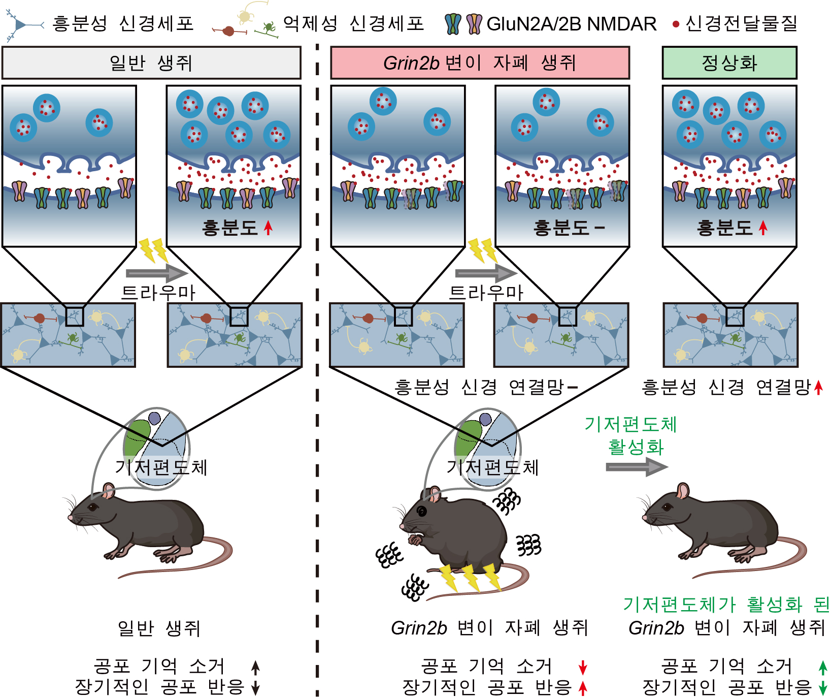 [그림1] 기저편도체 흥분성 신경세포의 활성에 의해 조절되는 공포 기억의 소거 및 장기 공포 반응 