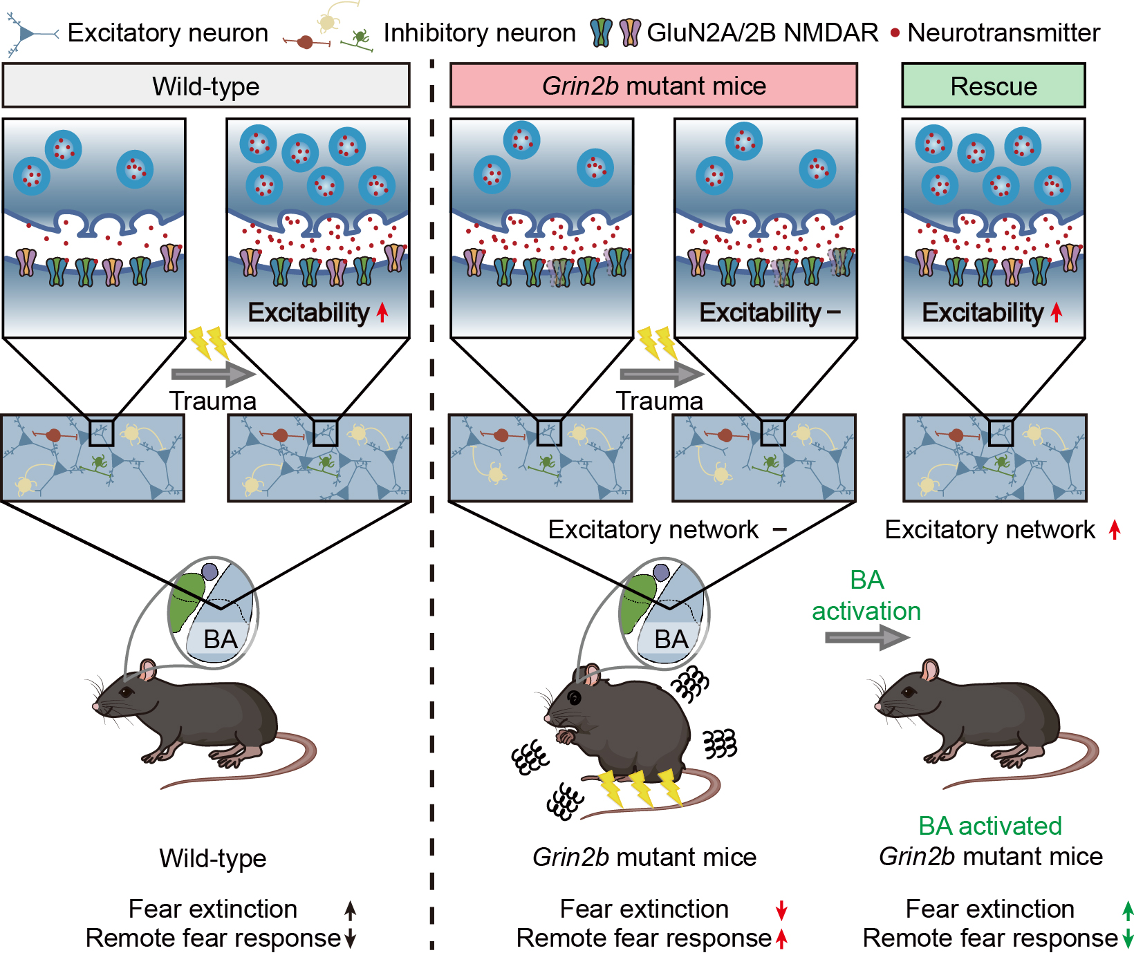 Figure 1. Fear-memory extinction and remote fear-memory responses are regulated by the activity of basal amygdala excitatory neurons 